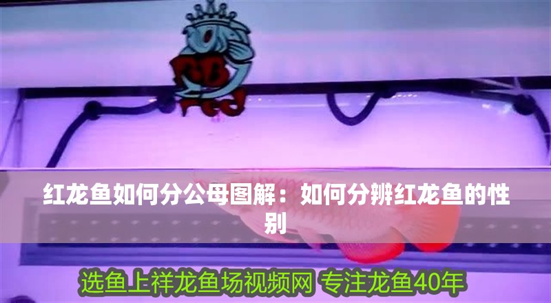 紅龍魚如何分公母圖解：如何分辨紅龍魚的性別