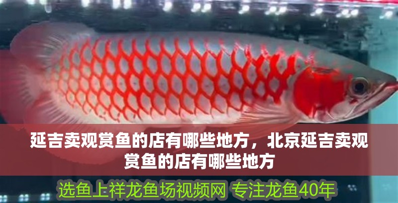 延吉賣觀賞魚的店有哪些地方，北京延吉賣觀賞魚的店有哪些地方