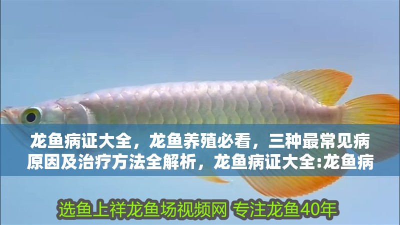 龍魚病證大全，龍魚養殖必看，三種最常見病原因及治療方法全解析，龍魚病證大全:龍魚病證大全