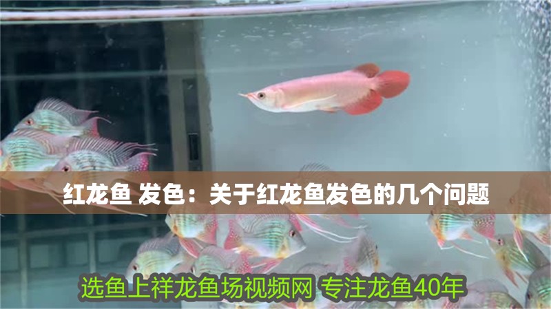 紅龍魚 發色：關于紅龍魚發色的幾個問題