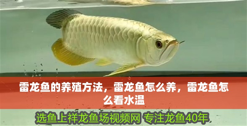 雷龍魚的養(yǎng)殖方法，雷龍魚怎么養(yǎng)，雷龍魚怎么看水溫