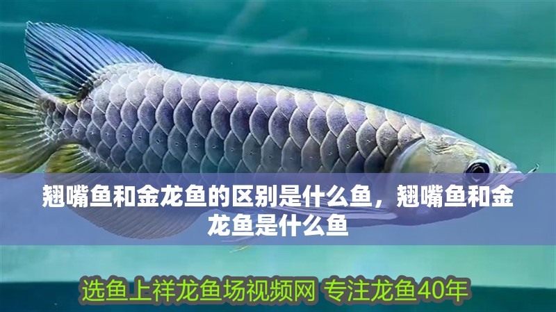 翹嘴魚和金龍魚的區別是什么魚，翹嘴魚和金龍魚是什么魚
