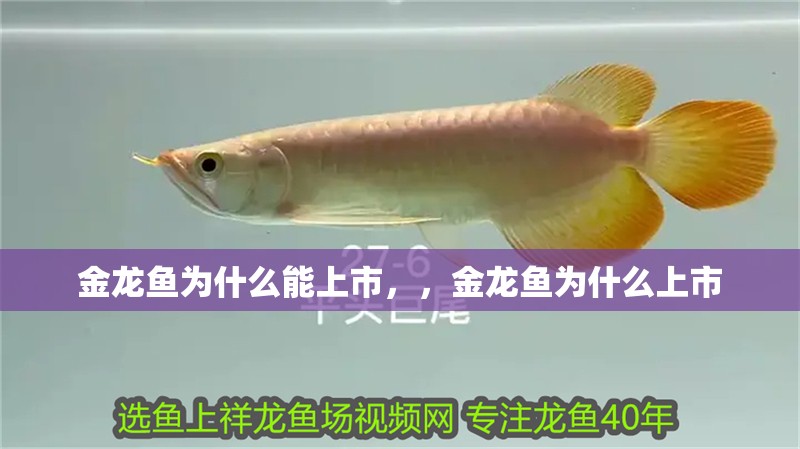 金龍魚為什么能上市，，金龍魚為什么上市