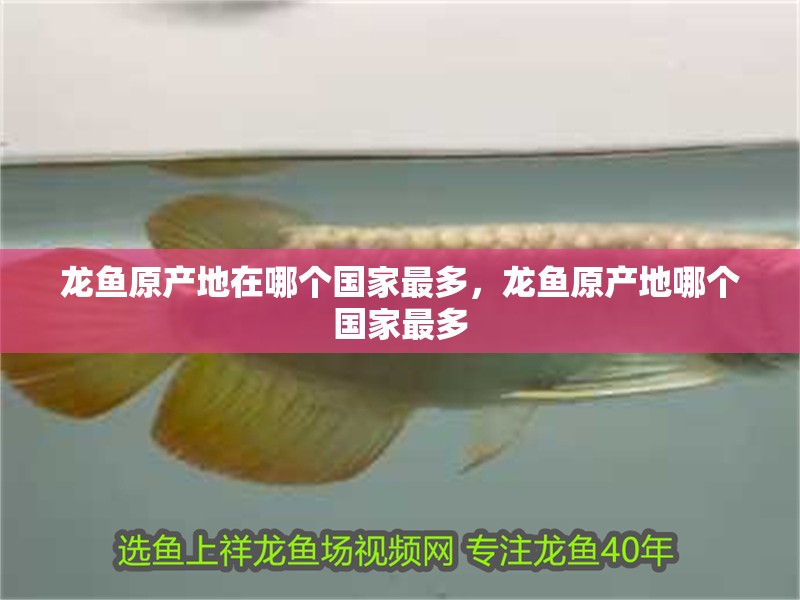 龍魚原產(chǎn)地在哪個國家最多，龍魚原產(chǎn)地哪個國家最多
