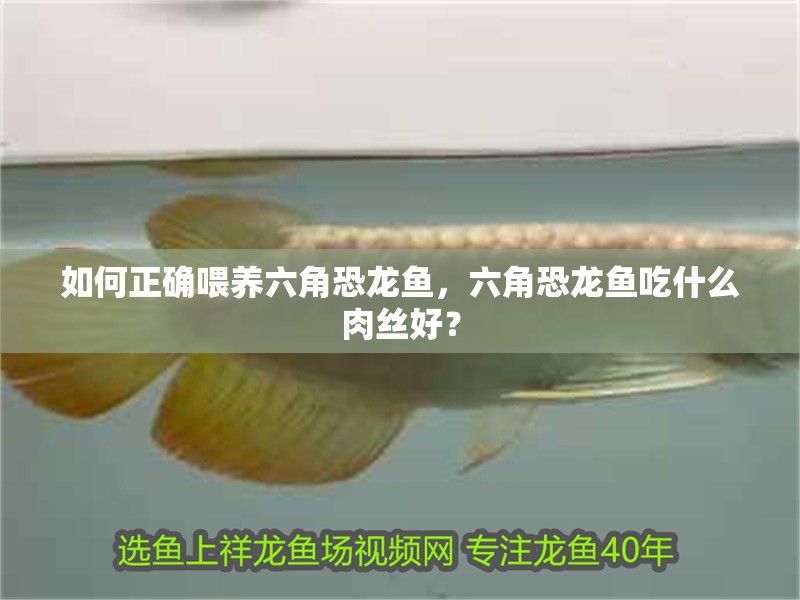 如何正確喂養(yǎng)六角恐龍魚，六角恐龍魚吃什么肉絲好？