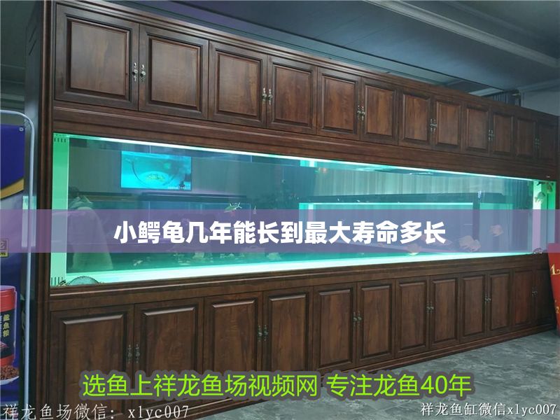 小鱷龜幾年能長到最大壽命多長