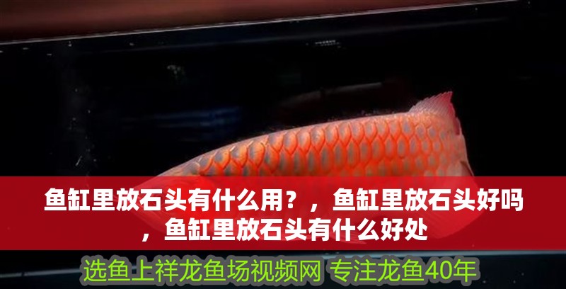 魚缸里放石頭有什么用？，魚缸里放石頭好嗎，魚缸里放石頭有什么好處