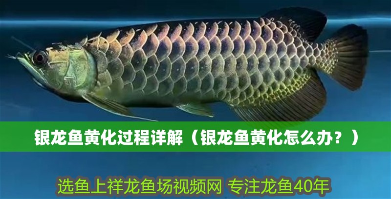 銀龍魚黃化過程詳解（銀龍魚黃化怎么辦？）