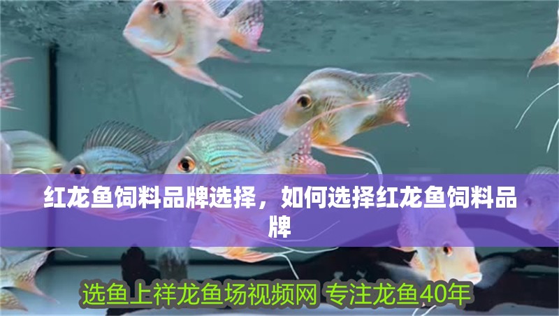 紅龍魚飼料品牌選擇，如何選擇紅龍魚飼料品牌