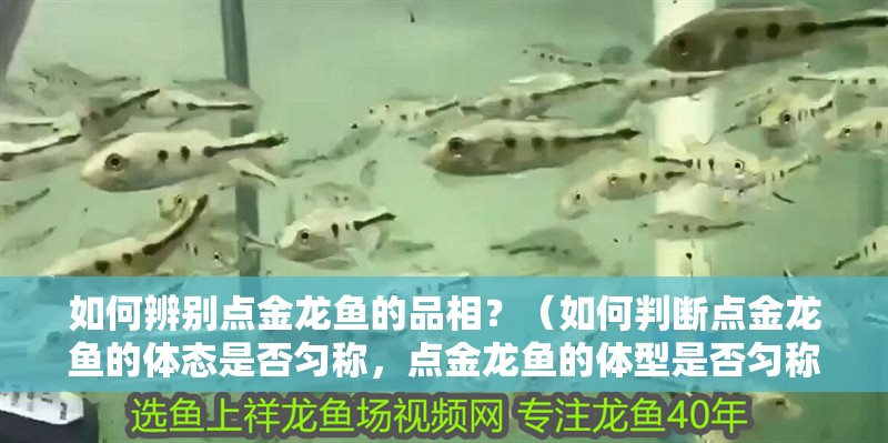 如何辨別點金龍魚的品相？（如何判斷點金龍魚的體態(tài)是否勻稱，點金龍魚的體型是否勻稱）