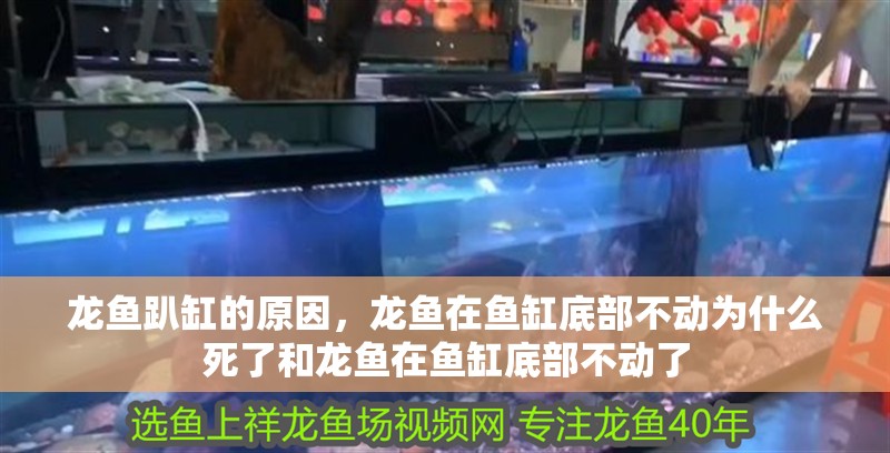 龍魚趴缸的原因，龍魚在魚缸底部不動為什么死了和龍魚在魚缸底部不動了