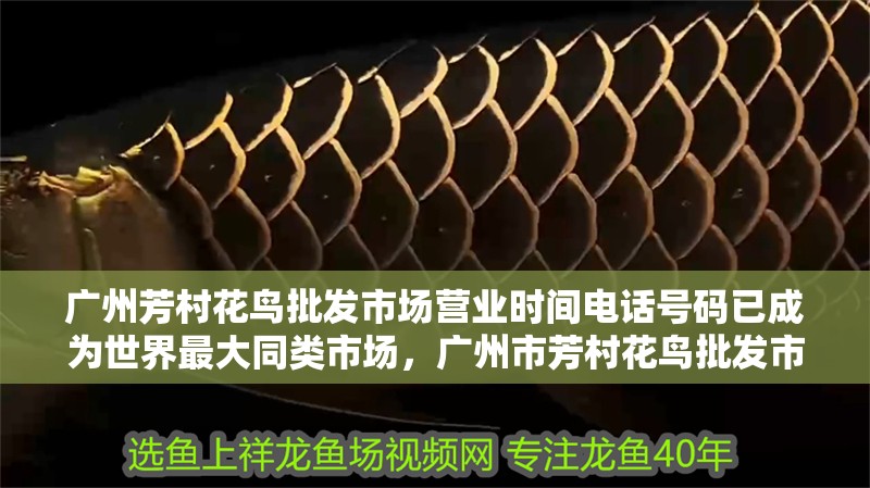 廣州芳村花鳥批發市場營業時間電話號碼已成為世界最大同類市場，廣州市芳村花鳥批發市場