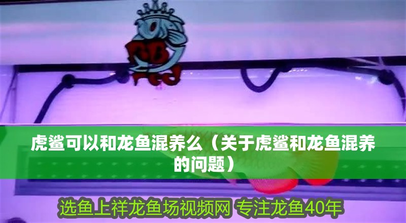 虎鯊可以和龍魚混養(yǎng)么（關(guān)于虎鯊和龍魚混養(yǎng)的問題）