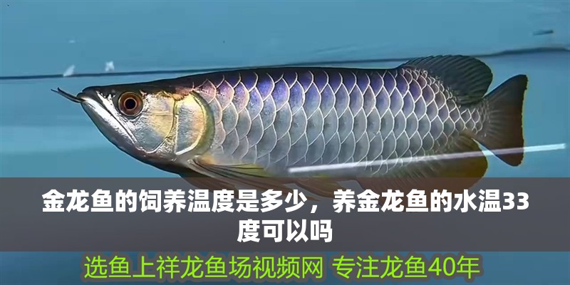 金龍魚的飼養溫度是多少，養金龍魚的水溫33度可以嗎