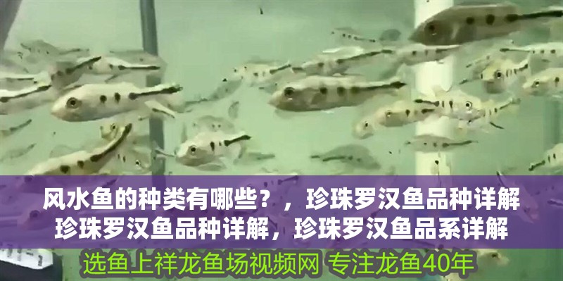 風水魚的種類有哪些？，珍珠羅漢魚品種詳解珍珠羅漢魚品種詳解，珍珠羅漢魚品系詳解