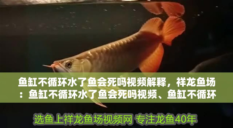 魚缸不循環水了魚會死嗎視頻解釋，祥龍魚場：魚缸不循環水了魚會死嗎視頻、魚缸不循環水了魚會死嗎