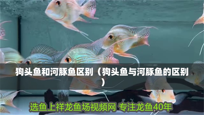 狗頭魚和河豚魚區別（狗頭魚與河豚魚的區別）