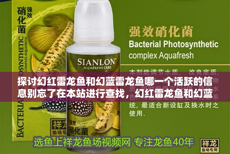 探討幻紅雷龍魚和幻藍雷龍魚哪一個活躍的信息別忘了在本站進行查找，幻紅雷龍魚和幻藍雷龍魚哪一個活躍