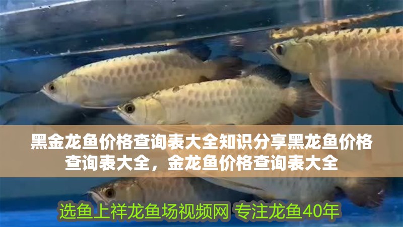 黑金龍魚價格查詢表大全知識分享黑龍魚價格查詢表大全，金龍魚價格查詢表大全
