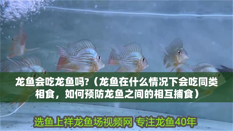 龍魚會吃龍魚嗎?（龍魚在什么情況下會吃同類相食，如何預防龍魚之間的相互捕食）