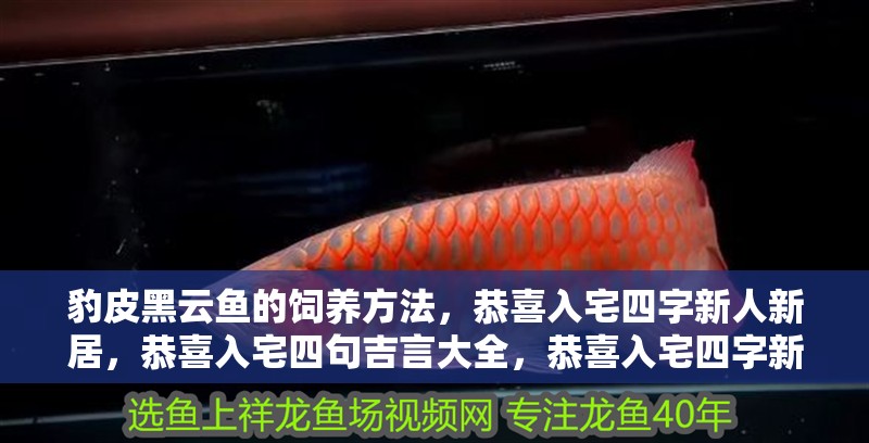 豹皮黑云魚的飼養(yǎng)方法，恭喜入宅四字新人新居，恭喜入宅四句吉言大全，恭喜入宅四字新居 豹皮黑云魚的飼養(yǎng)方法，恭喜入宅四字新人新居，恭喜入宅四句吉言大全，恭喜入宅四字新居 觀賞魚百科