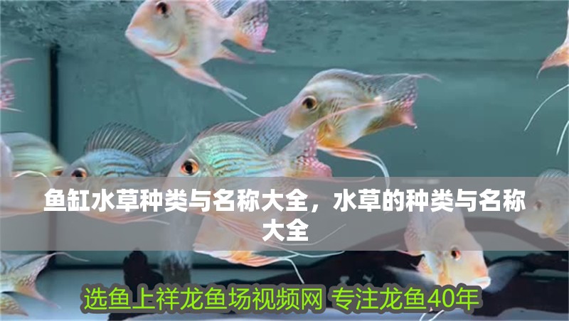 魚缸水草種類與名稱大全，水草的種類與名稱大全