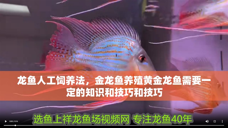 龍魚人工飼養法，金龍魚養殖黃金龍魚需要一定的知識和技巧和技巧
