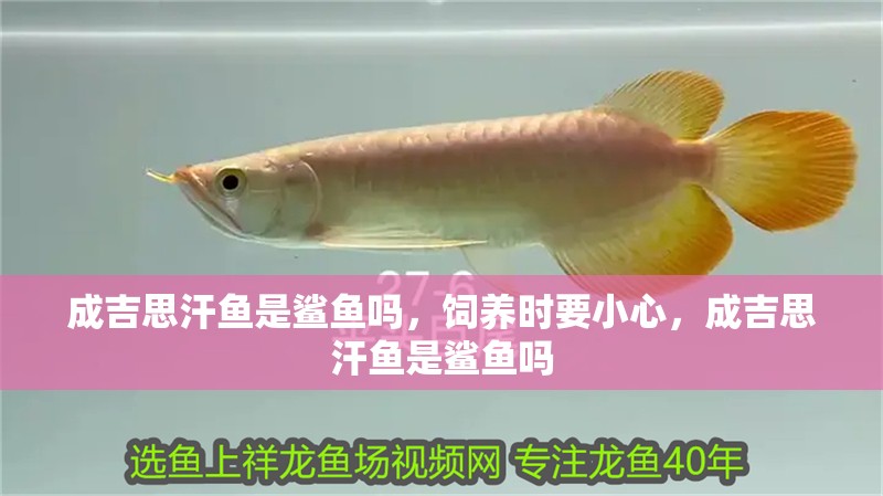 成吉思汗魚是鯊魚嗎，飼養時要小心，成吉思汗魚是鯊魚嗎