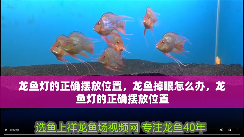 龍魚燈的正確擺放位置，龍魚掉眼怎么辦，龍魚燈的正確擺放位置
