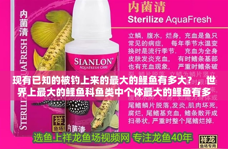 現有已知的被釣上來的最大的鯉魚有多大？，世界上最大的鯉魚科魚類中個體最大的鯉魚有多大