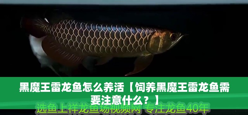 黑魔王雷龍魚怎么養活【飼養黑魔王雷龍魚需要注意什么？】