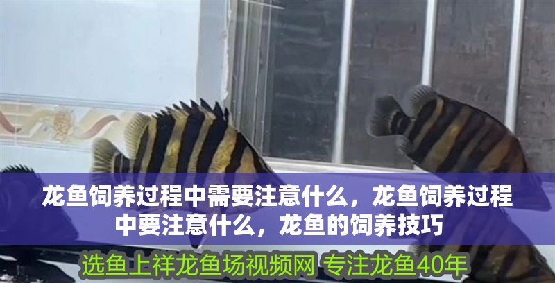 龍魚飼養過程中需要注意什么,龍魚飼養過程中要注意什么,龍魚的飼養技巧 觀賞魚百科 第2張 龍魚飼養過程中需要注意什么,龍魚飼養過程中要注意什么,龍魚的飼養技巧 龍魚飼養過程中需要注意什么,龍魚飼養過程中要注意什么,龍魚的飼養技巧 觀賞魚百科 第2張