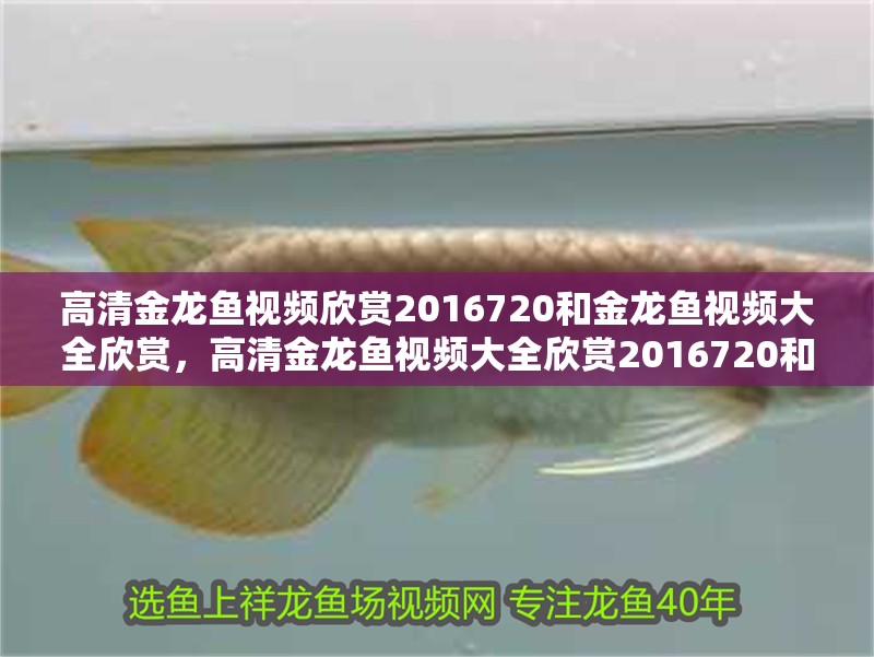 高清金龍魚(yú)視頻欣賞2016720和金龍魚(yú)視頻大全欣賞，高清金龍魚(yú)視頻大全欣賞2016720和金龍魚(yú)視頻大全