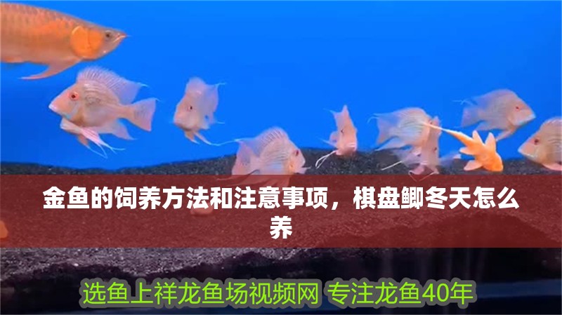 金魚的飼養方法和注意事項，棋盤鯽冬天怎么養