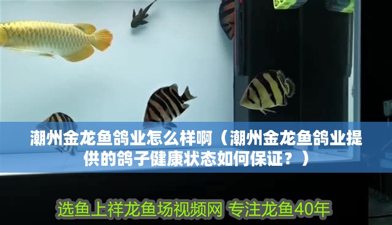 潮州金龍魚鴿業怎么樣啊（潮州金龍魚鴿業提供的鴿子健康狀態如何保證？）