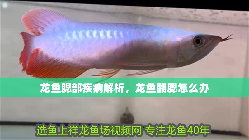 龍魚腮部疾病解析，龍魚翻腮怎么辦
