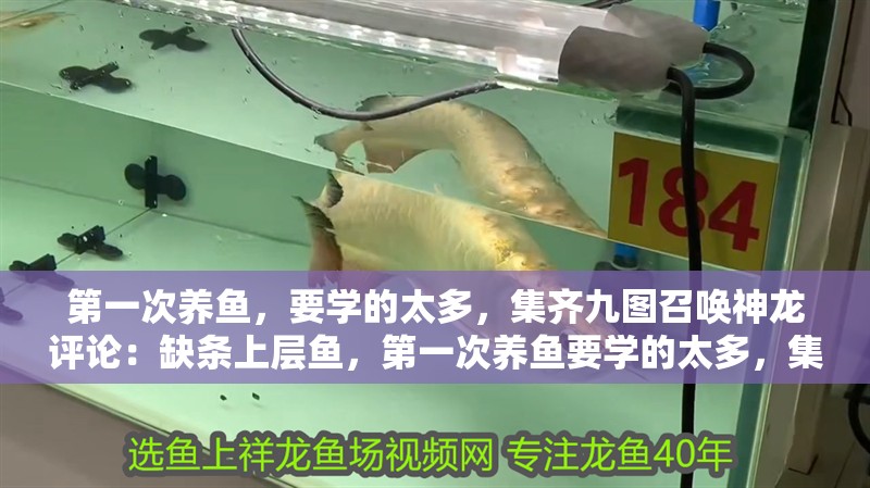 第一次養魚，要學的太多，集齊九圖召喚神龍評論：缺條上層魚，第一次養魚要學的太多，集齊九圖召喚神龍