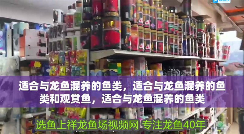 適合與龍魚混養的魚類，適合與龍魚混養的魚類和觀賞魚，適合與龍魚混養的魚類