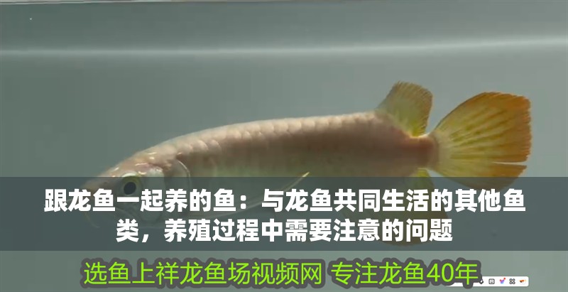 跟龍魚一起養(yǎng)的魚：與龍魚共同生活的其他魚類，養(yǎng)殖過程中需要注意的問題