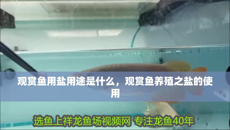 觀賞魚用鹽用途是什么，觀賞魚養殖之鹽的使用