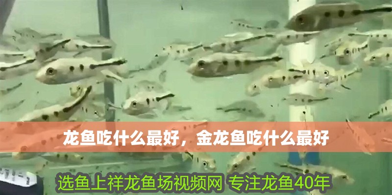 龍魚吃什么最好，金龍魚吃什么最好