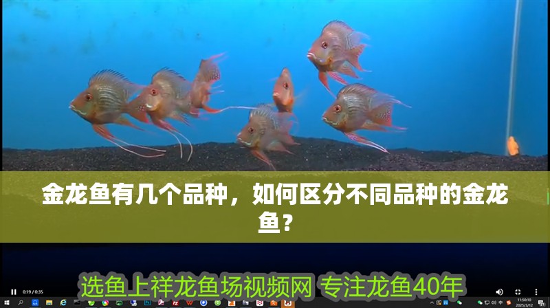 金龍魚有幾個品種，如何區(qū)分不同品種的金龍魚？