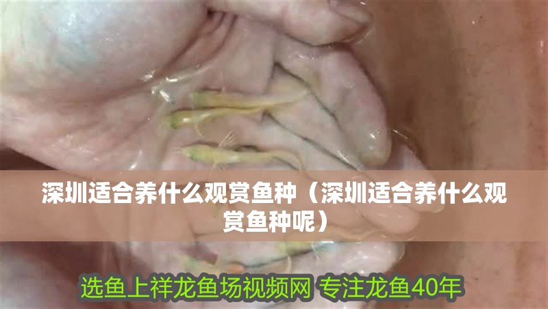 深圳適合養(yǎng)什么觀賞魚種（深圳適合養(yǎng)什么觀賞魚種呢）