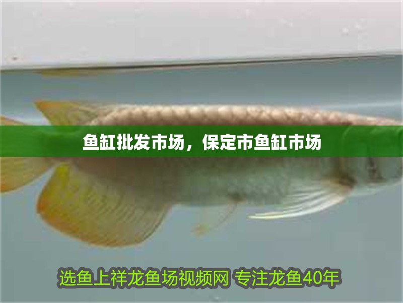 魚缸批發市場，<strong><mark>保定</mark></strong>市魚缸市場