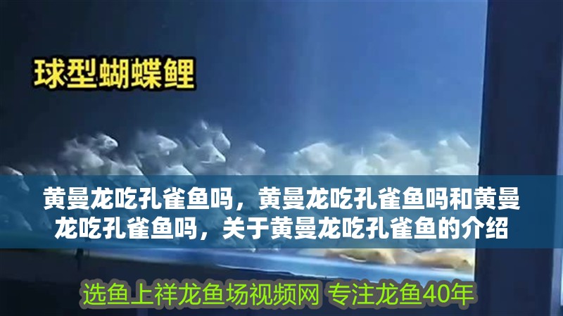 黃曼龍吃孔雀魚嗎，黃曼龍吃孔雀魚嗎和黃曼龍吃孔雀魚嗎，關于黃曼龍吃孔雀魚的介紹