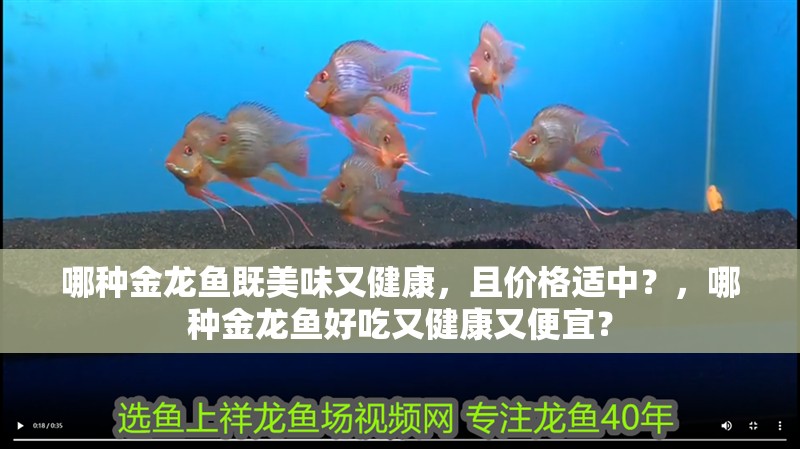 哪種金龍魚既美味又健康，且價格適中？，哪種金龍魚好吃又健康又便宜？