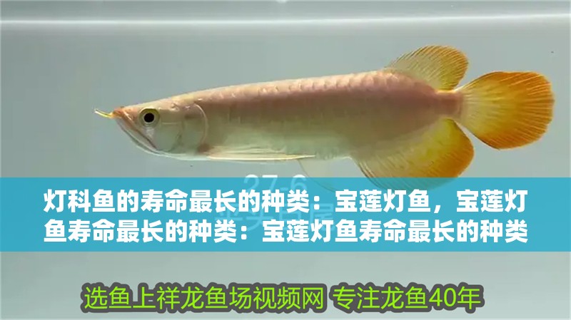 燈科魚的壽命最長的種類：寶蓮燈魚，寶蓮燈魚壽命最長的種類：寶蓮燈魚壽命最長的種類
