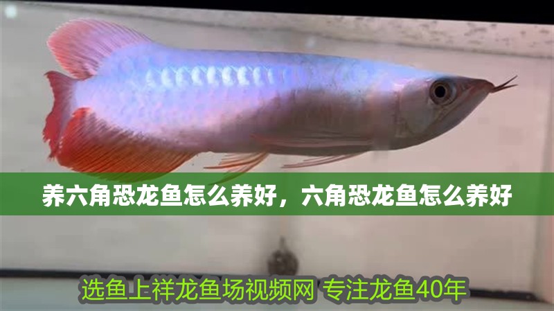 養六角恐龍魚怎么養好，六角恐龍魚怎么養好