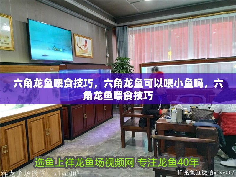 六角龍魚喂食技巧，六角龍魚可以喂小魚嗎，六角龍魚喂食技巧