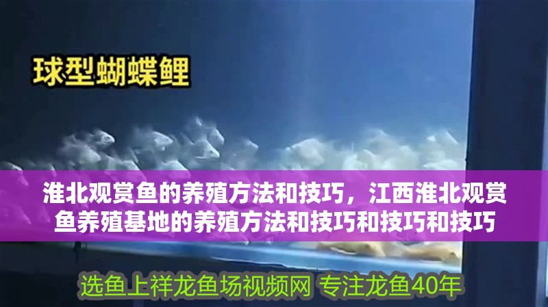 淮北觀賞魚的養殖方法和技巧，<strong><mark>江西</mark></strong>淮北觀賞魚養殖基地的養殖方法和技巧和技巧和技巧